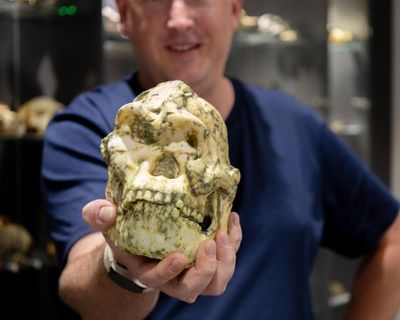 Little Foot hominin fossil may be new species of human ancestor