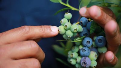 Pacific workers stay silent to keep their jobs