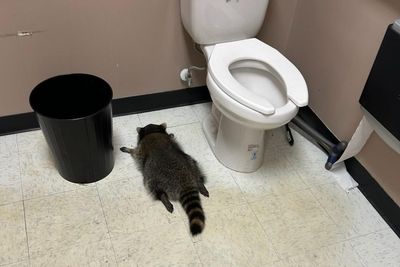 Drunk raccoon that went on boozy rampage in Virginia liquor store is repeat offender, officials say