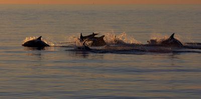 Friendship is magic: male dolphins with close friends age more slowly