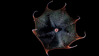 Scientists finally sequence the vampire squid's huge genome, revealing secrets of the 'living fossil'