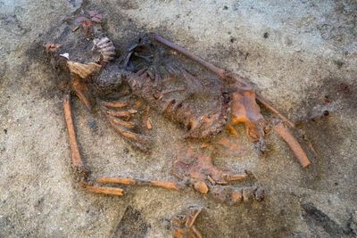 Strange Viking Age burial with shells covering woman’s mouth leaves archaeologists perplexed