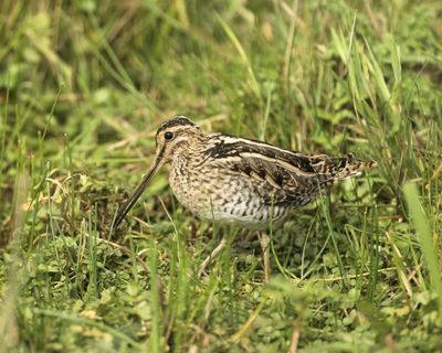 Country diary: I love these soggy winter bogs – and so do the snipe
