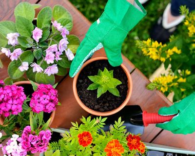 Tabletop tomatoes and drought-resistant roses tipped as 2026’s top garden trends