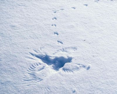 Poem of the week: Winter Walk by Lynette Roberts