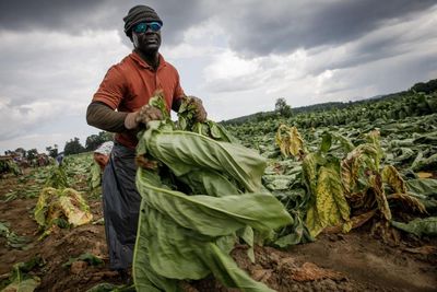 A hurricane destroyed their homes in Jamaica. Now they fear losing the jobs they rely on in the US