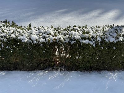 8 Shrubs With Colourful Bark You’ll Love in Winter Landscapes