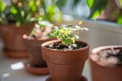 12 Ways to Grow Microgreens Indoors While the Ground is Frozen