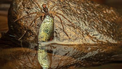 This pin-sharp photo freezes the dramatic moment when a spider catches a fish