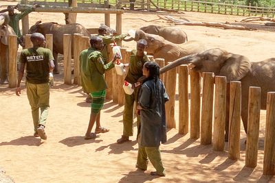 Elephant orphans. Goat's milk. This safari reveals the impact of wildlife conservation in Kenya