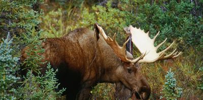 Milder winters, more parasites: Are moose at risk from winter ticks?