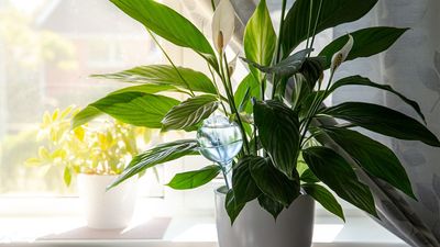 Your peace lily needs less water in the winter — here's how to help it thrive