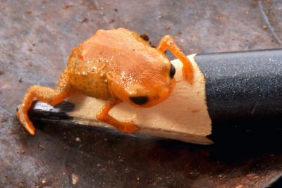 Scientists discover orange toad species so tiny it can fit on pencil tip