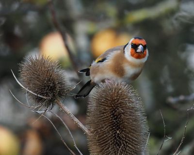 Country diary: Here’s the charm of the goldfinch – we want them to be near us