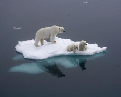 Tuesday briefing: What polar bear DNA tells us about a warming Arctic
