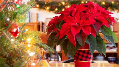 Don’t Throw Out Your Poinsettia – Plant Experts Share 3 Simple Tips to Keep it Alive For Next Christmas