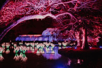 Midwinter magic at Kew: the perfect Twixmas treat