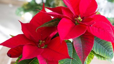 A Feng Shui Expert Says Poinsettias Have the Power to 'Enhance Love and Warmth' For the Holidays – So Long as You Place Them in This Part of the Home