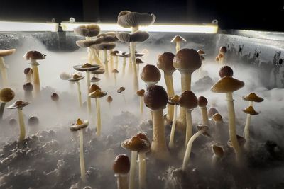 Magic mushroom compound found to break depression spiral