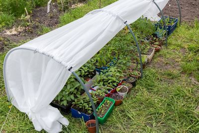 9 Late-Season Seedlings That Work in Cold Frames