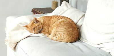 Is your dog or cat getting old? These simple gestures could help them live longer and happier lives