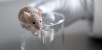 Gazing into the mind’s eye with mice – how neuroscientists are seeing human vision more clearly