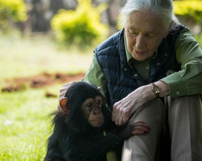 Jane Goodall Earth medal to recognise people working to improve the world