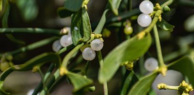 Why mistletoe is thriving, even as its traditional orchards are lost