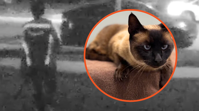 Los Angeles Amazon driver delivers packages. Then he allegedly steals Piper the house cat as a tip