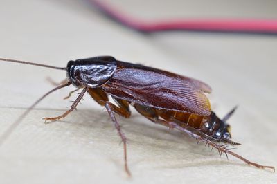 Student Assaulted, Forced to Eat Cockroach After Witnessing Teacher Sexually Abusing Another Pupil