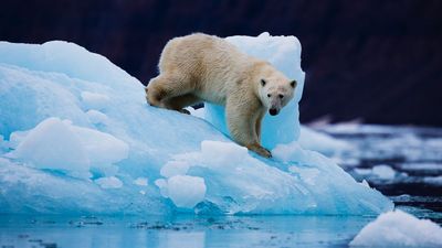 Polar bears in southern Greenland are 'using jumping genes to rapidly rewrite their own DNA' to survive melting sea ice