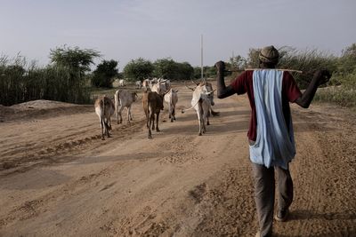 In Senegal, climate change is adding to historic tension between farmers and herders