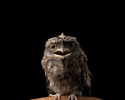 Common household rat poisons found to pose unacceptable risk to wildlife as animal advocates push for ban