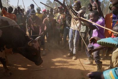 Kenyans unite around the country's growing bullfighting tradition