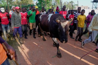 Photos show a bullfight in Kenya, where an ancient sport attracts modern-day bets
