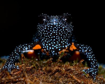 ‘Magical’ galaxy frogs disappear after reports of photographers destroying their habitats