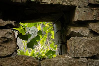 Country diary: Windowless windows into our industrial past