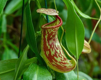 Plantwatch: Pitcher plant’s sweet nectar is laced with toxic nerve agent