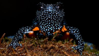 The tragic cost of wildlife photography: Rare and beautiful Galaxy frogs threatened by photo tourism