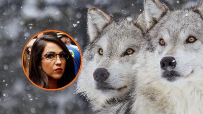 Lauren Boebert declares open season on gray wolves, wants to remove their endangered species protections