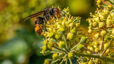 Invasive Yellow-Legged Hornets Spotted for the First Time in York County, South Carolina – State Officials Advise What to Do if You Spot One