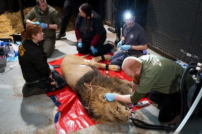 Lion pictured having ‘critical’ procedure to help safeguard species
