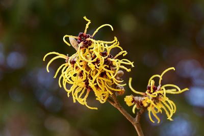 10 Plants That Attract Pollinators Even in Cold Weather