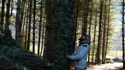 These migrants grow the US’s Christmas trees. Trump’s wage cuts may keep them away