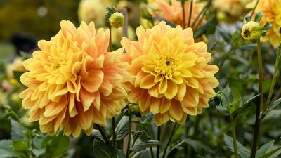Don't Forget to Check Your Dahlia Tubers – Garden Experts Say If They’re Mushy, You Need to Act Fast to Save Them