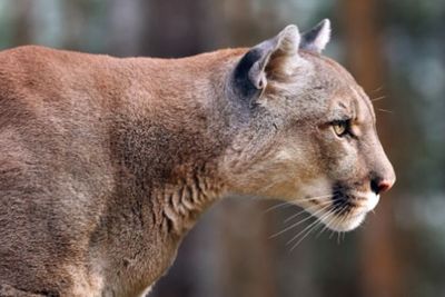 Joe Rogan claims liberal policies to blame for mountain lions eating people’s pets