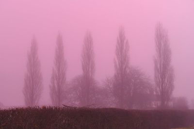Pink fog descends over London: Unusual weather phenomenon gives capital an eerie glow