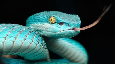 Snakes' mind-bending 'heat vision' inspires scientists to build a 4K imaging system that could one day fit into your smartphone