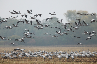 Hundreds of snow geese found dead at Pennsylvania quarry amid suspected bird flu outbreak