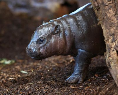 Panya the pygmy hippo: how a tiny baby animal became a sensation